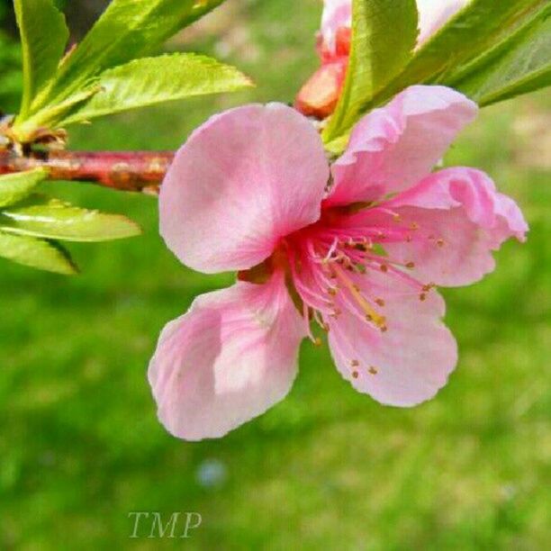 flower, freshness, petal, growth, pink color, fragility, beauty in nature, flower head, close-up, nature, focus on foreground, leaf, blooming, plant, pink, park - man made space, stamen, in bloom, blossom, day