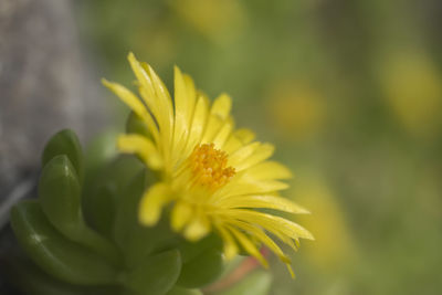 Close-up of yellow flower blooming outdoors