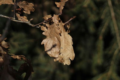 Close-up of lizard on tree