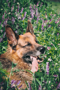 Close-up of dog on field