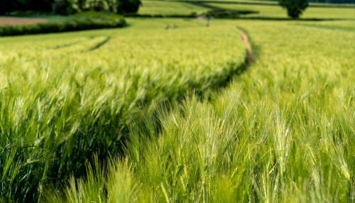 Crops growing on field