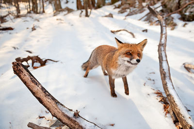 Fox on snow covered land