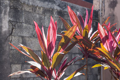 Close-up of flowers against blurred background