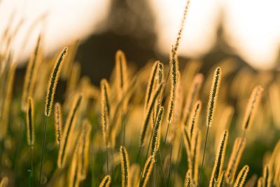Close-up of wheat growing on field