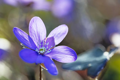 Close-up of blue hepatica flower head