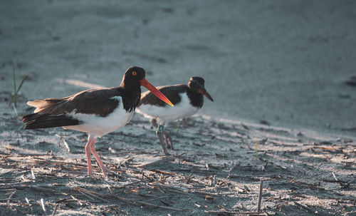 Birds perching on a land