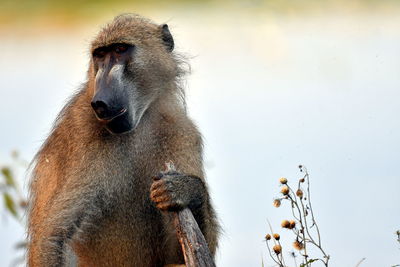 Close-up of monkey on branch