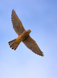 Low angle view of eagle flying against clear blue sky