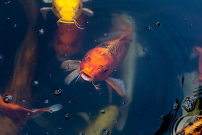 Close-up of goldfish swimming in pond