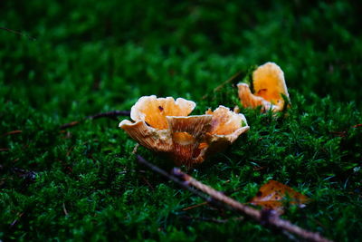 Close-up of mushroom growing on field