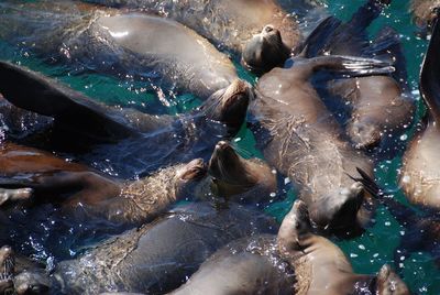 Full frame shot of fish swimming in sea