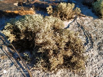 High angle view of plants on beach