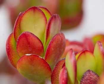 Close-up of strawberries