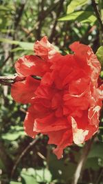 Close-up of red flowers