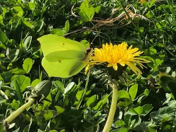 Close-up of yellow flower