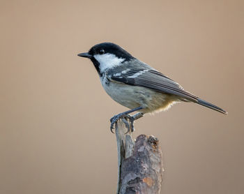 Close-up of bird perching on wood