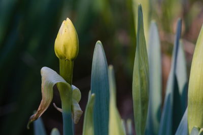 Close-up of daffodil bud against blurred background.