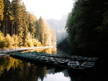 Bridge over river in forest during autumn