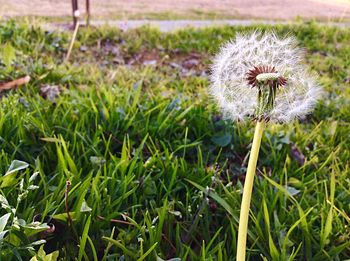 Close-up of dandelion growing in field