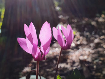 Close-up of pink crocus flowers