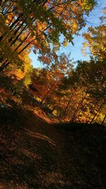 Autumn leaves on tree