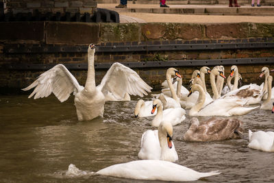 Swans swimming in lake