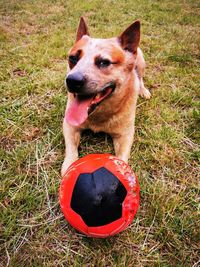 Australian cattle dog with football on the green meadow