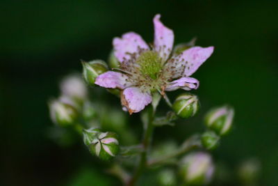 Close-up of blooming outdoors