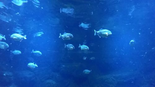 Fish swimming in sea