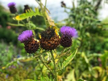 Close-up of purple thistle flowers