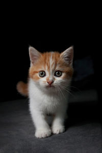 Portrait of cat against black background