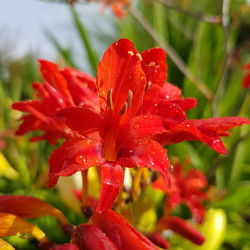 Close-up of water drops on red rose