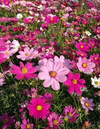 High angle view of flowers blooming on field