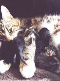 Close-up of cat sleeping