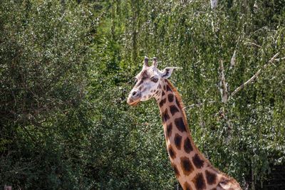 Giraffe in a forest