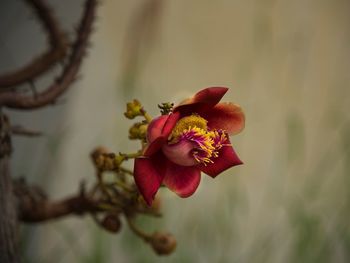 Close-up of red flowering plant