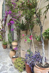 Potted plants against wall in yard