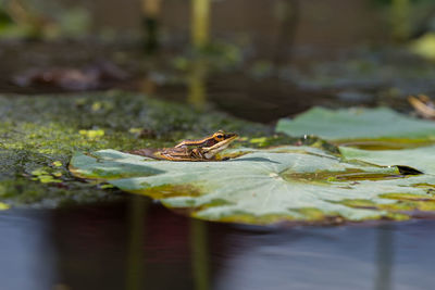 Close-up of leaf in water