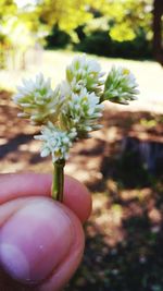 Close-up of hand holding plant