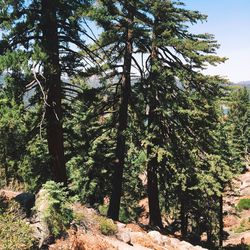 Trees growing in park