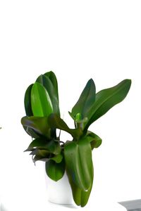 Close-up of plant against white background