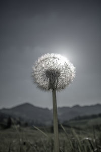 Close-up of dandelion flower on field against sky