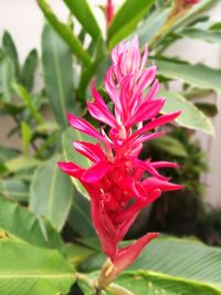 Close-up of pink flowers