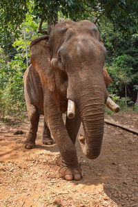 Portrait of the elephant in cambodian jungle