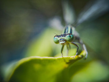 Blue tailed damselfly close-up 