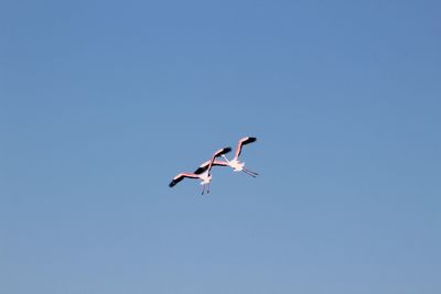 Low angle view of bird flying against clear sky