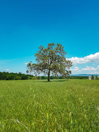 Tree on field against blue sky