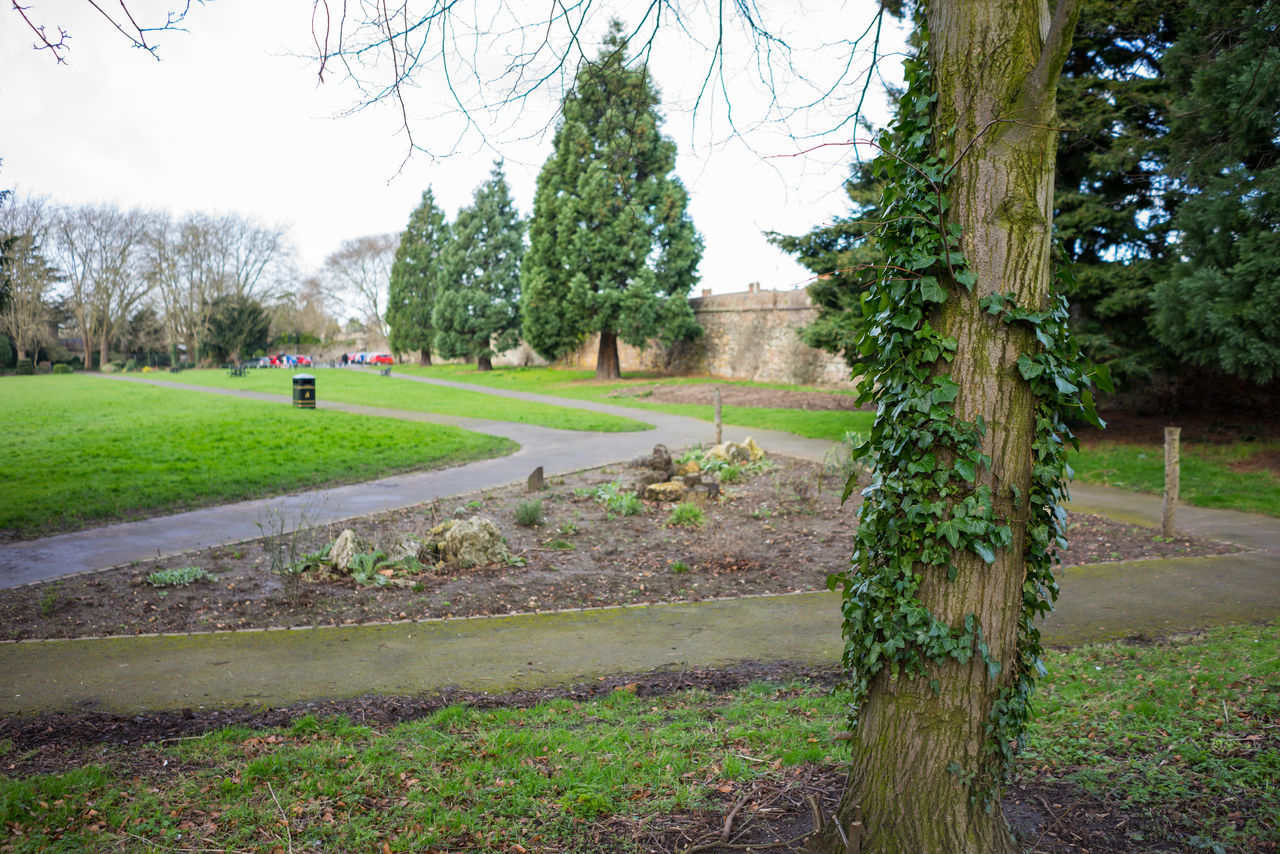 VIEW OF MAN ON GRASS