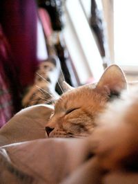 Close-up of cat sleeping