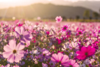 Kashihara city, nara prefecture cosmos field of fujiwara palace